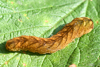 Tenthredo campestris